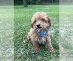 Small #14 Poodle (Miniature)