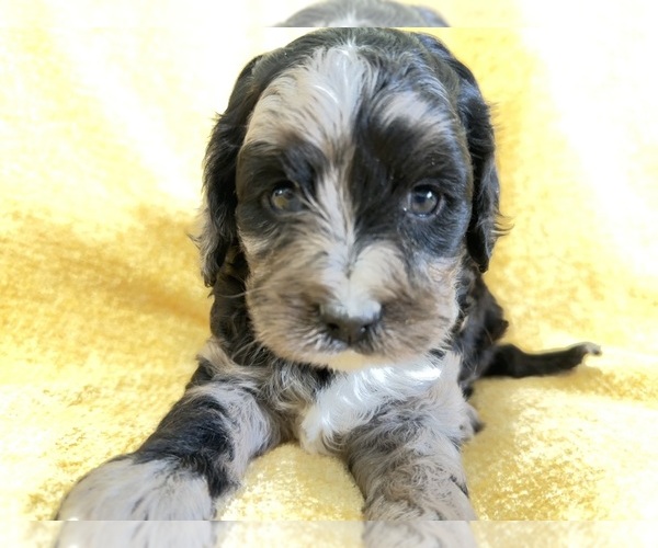 Medium Photo #3 Cavapoo Puppy For Sale in GILBERTSVILLE, PA, USA