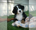 Puppy Rosie Bernese Mountain Dog