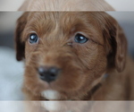 Small Photo #6 Goldendoodle (Miniature) Puppy For Sale in CRESTON, OH, USA