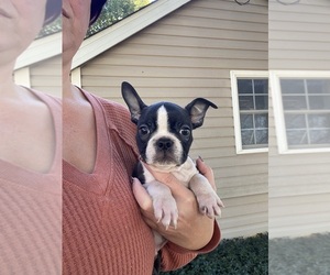 Boston Terrier Puppy for sale in FREDONIA, KS, USA