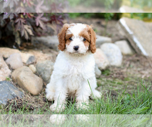 Medium Cavapoo