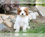 Puppy Buster Cavapoo