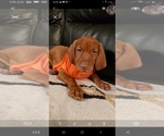 Small Photo #11 Vizsla Puppy For Sale in SPENCER, IN, USA