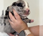 Small #6 Australian Shepherd