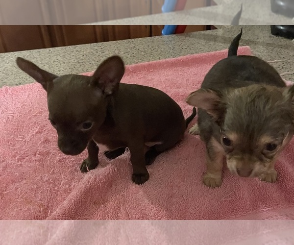 Medium Photo #1 Chihuahua Puppy For Sale in ECHO, AL, USA