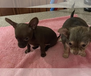 Chihuahua Puppy for sale in ECHO, AL, USA