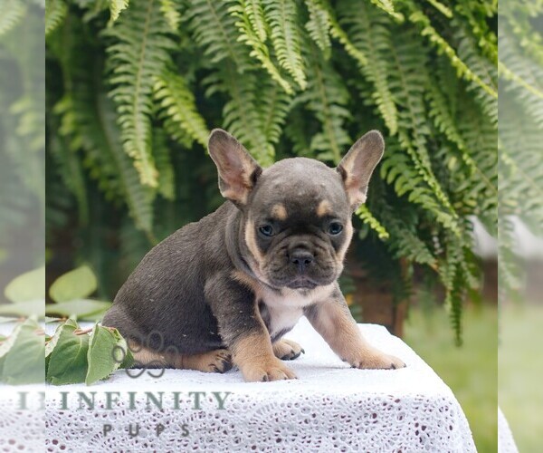 Medium Photo #3 French Bulldog Puppy For Sale in NARVON, PA, USA
