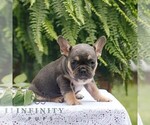 Small #2 French Bulldog