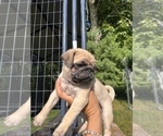 Small Photo #6 Pug Puppy For Sale in FOSTER, RI, USA