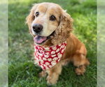 Small #5 Cocker Spaniel