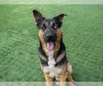 Small #1 German Shepherd Dog Mix