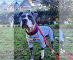 Small #4 American Staffordshire Terrier
