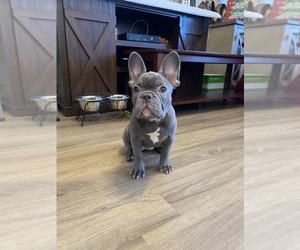 French Bulldog Puppy for sale in JACKSON HEIGHTS, NY, USA