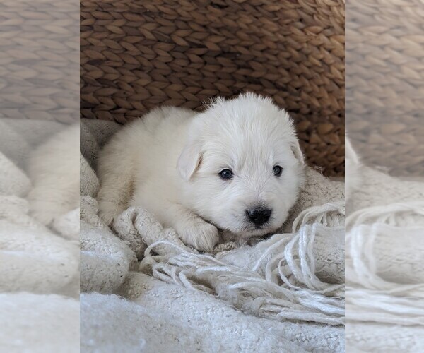 Medium Photo #35 Great Pyrenees Puppy For Sale in FALCON, CO, USA