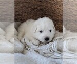 Small Photo #35 Great Pyrenees Puppy For Sale in FALCON, CO, USA