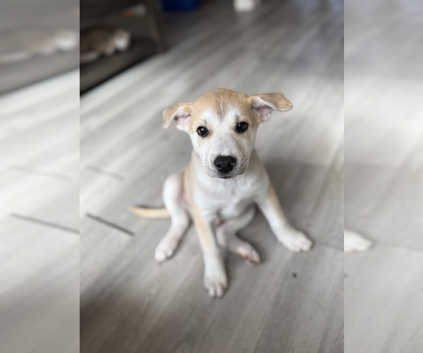 Medium Photo #1 American Pit Bull Terrier-Siberian Husky Mix Puppy For Sale in MANCHESTER, NH, USA
