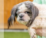 Small #1 Shih Tzu Mix
