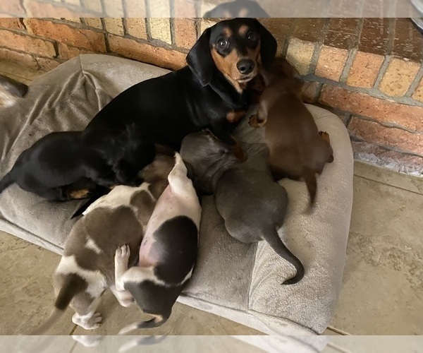 Medium Photo #44 Dachshund Puppy For Sale in LUBBOCK, TX, USA