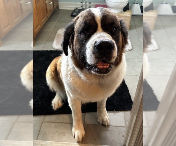 Medium Photo #1 Saint Bernard Puppy For Sale in PROSPER, TX, USA