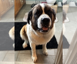 Mother of the Saint Bernard puppies born on 07/05/2026