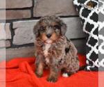 Small Photo #13 Miniature Bernedoodle Puppy For Sale in MILLERSBURG, OH, USA