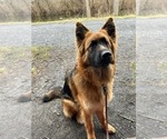 Small Photo #140 German Shepherd Dog Puppy For Sale in LA FAYETTE, NY, USA