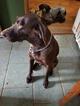 Small Photo #1 German Shorthaired Pointer Puppy For Sale in WHITNEY POINT, NY, USA
