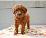 Small #3 Poodle (Miniature)