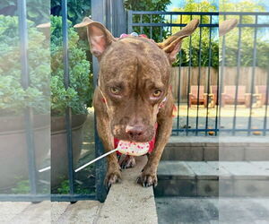 Gryffin - Female American Pit Bull Terrier-Unknown Mix Dog for Adoption - Photo #21