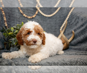 Medium Goldendoodle (Miniature)
