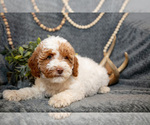 Puppy Lucky Goldendoodle (Miniature)