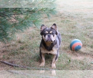 Father of the French Bulldog puppies born on 12/11/2023