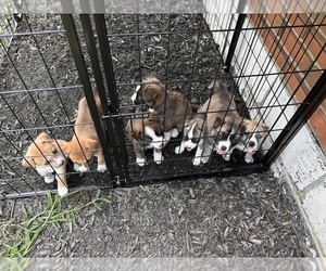 Alaskan Husky-American Staffordshire Terrier Mix Litter for sale in EASTON, PA, USA