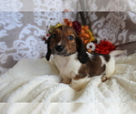 Small #1 Dachshund