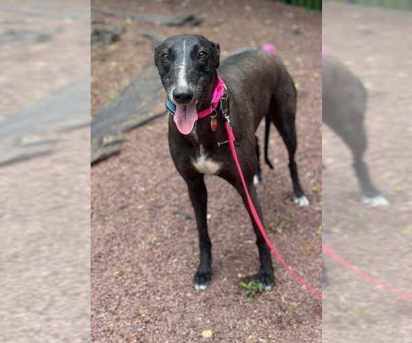 Medium Photo #1 Greyhound Puppy For Sale in Cherry Hill, NJ, USA