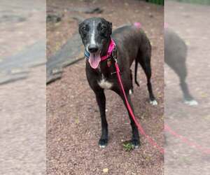 Greyhound Dogs for adoption in Cherry Hill, NJ, USA