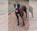 Small Greyhound