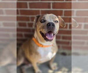 Bulldog-Unknown Mix Dogs for adoption in Bardstown, KY, USA