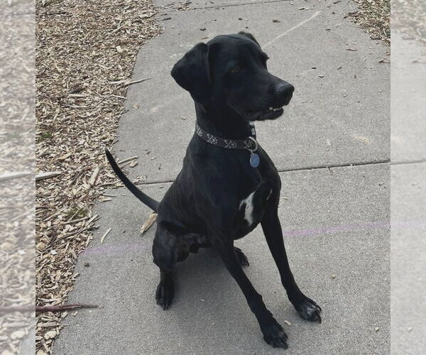 Medium Photo #4 Mutt Puppy For Sale in Minneapolis, MN, USA