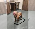 Small American Pit Bull Terrier