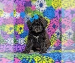 Small #2 Poodle (Miniature)-ShihPoo Mix