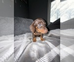 Small #1 Dachshund
