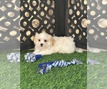 Bronson - Male Havanese Puppy for Sale - Photo #4