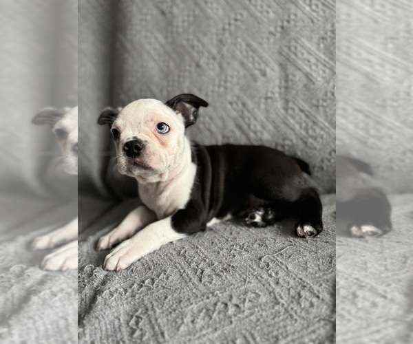 Medium Photo #1 Boston Terrier Puppy For Sale in BRIDGEWATER, NJ, USA