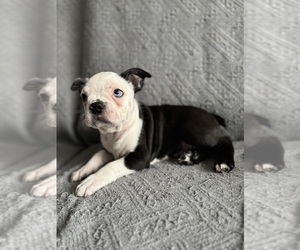 Medium Boston Terrier