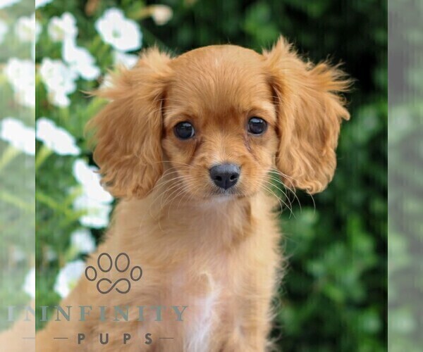 Medium Photo #1 Cavapoo Puppy For Sale in EAST EARL, PA, USA