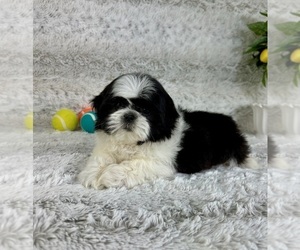 Shih Tzu Puppy for sale in GREENFIELD, IN, USA