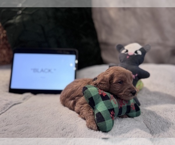 Medium Photo #4 Goldendoodle Puppy For Sale in HARTFORD, CT, USA