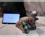 Small Photo #50 Goldendoodle Puppy For Sale in HARTFORD, CT, USA